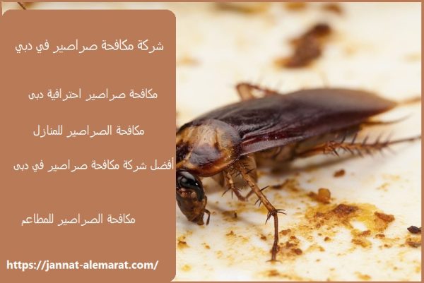 شركة مكافحة صراصير في دبي