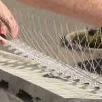 شركة مكافحة الحمام الشارقة