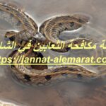 شركة مكافحة الثعابين في الشارقة