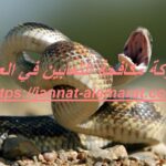 شركة مكافحة الثعابين في العين