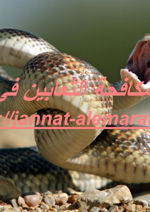 شركة مكافحة الثعابين في العين