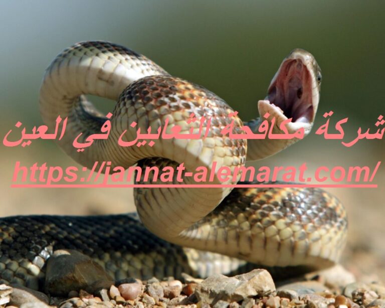 شركة مكافحة الثعابين في العين