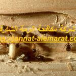 شركة مكافحة الرمة الشارقة