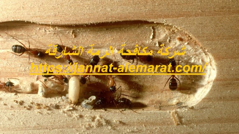 شركة مكافحة الرمة الشارقة