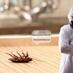 شركة مكافحة الصراصير في الشارقة