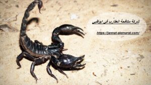 شركة مكافحة العقارب في ابوظبي