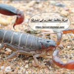 شركة مكافحة العقارب في الشارقة