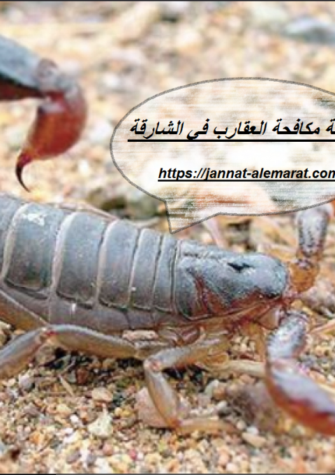 شركة مكافحة العقارب في الشارقة