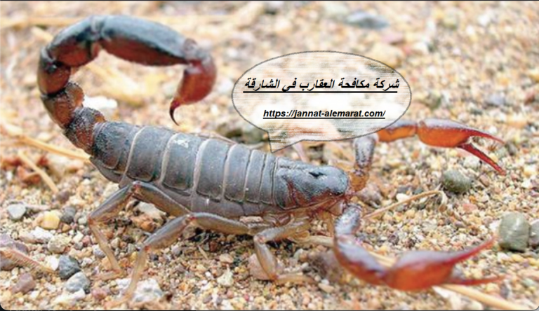 شركة مكافحة العقارب في الشارقة
