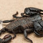 شركة مكافحة العقارب في العين