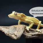 شركة مكافحة الوزغ في الشارقة