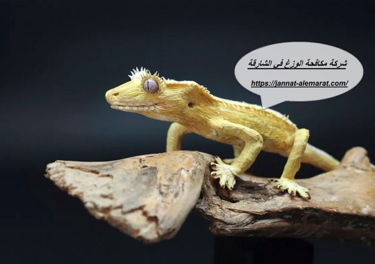شركة مكافحة الوزغ في الشارقة