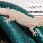 شركة مكافحة الوزغ في العين