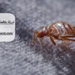 شركة مكافحة بق الفراش في الشارقة
