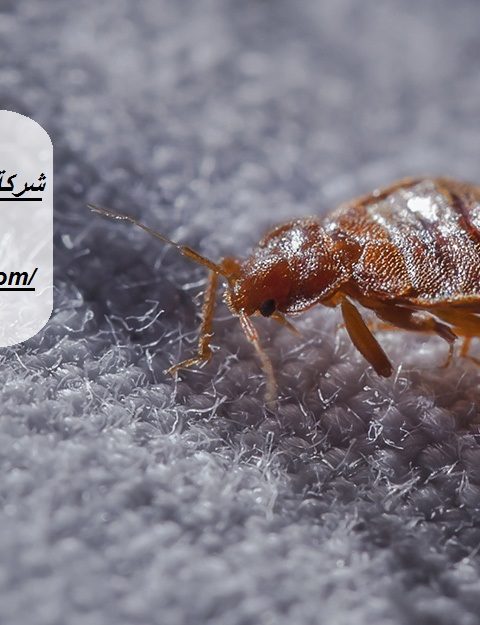 شركة مكافحة بق الفراش في الشارقة