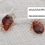 شركة مكافحة بق فراش في العين
