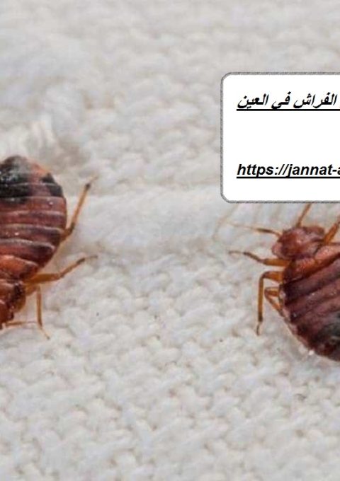شركة مكافحة بق فراش في العين