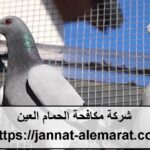 شركة مكافحة الحمام العين