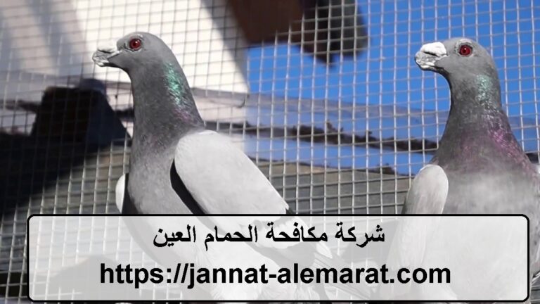 شركة مكافحة الحمام العين