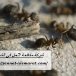 شركة مكافحة النمل في الشارقة