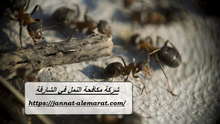 شركة مكافحة النمل في الشارقة