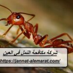 شركة مكافحة النمل في العين