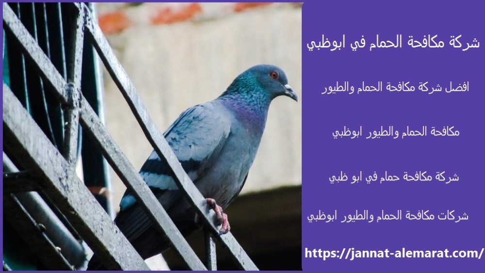 شركة مكافحة الحمام في ابوظبي