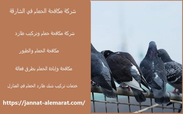 شركة مكافحة الحمام في الشارقة