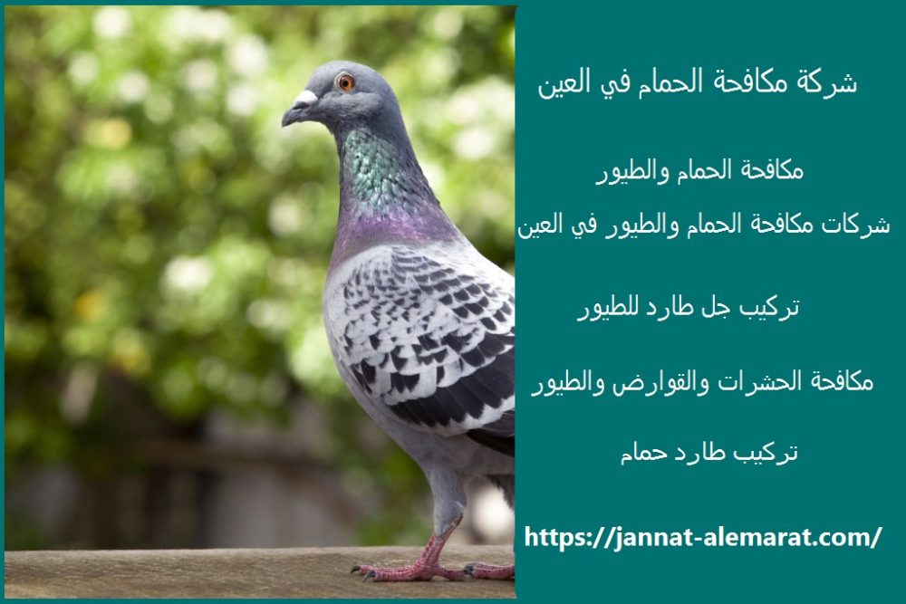 شركة مكافحة الحمام في العين