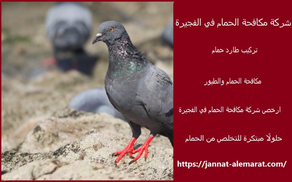 شركة مكافحة الحمام في الفجيرة