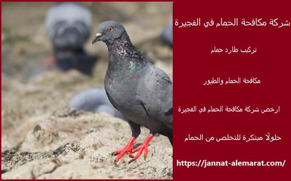 شركة مكافحة الحمام في الفجيرة