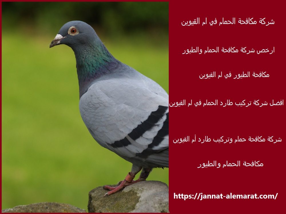 شركة مكافحة الحمام في ام القيوين