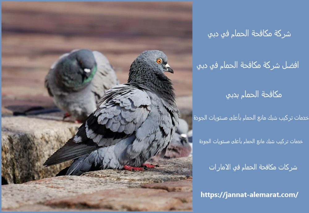 شركة مكافحة الحمام في دبي