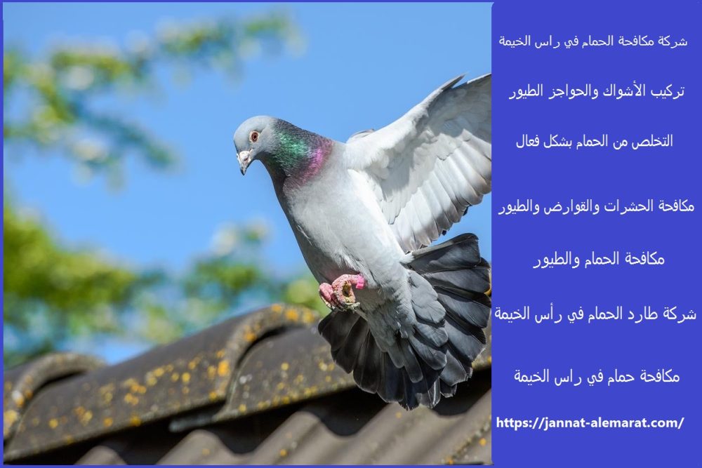 شركة مكافحة الحمام في راس الخيمة