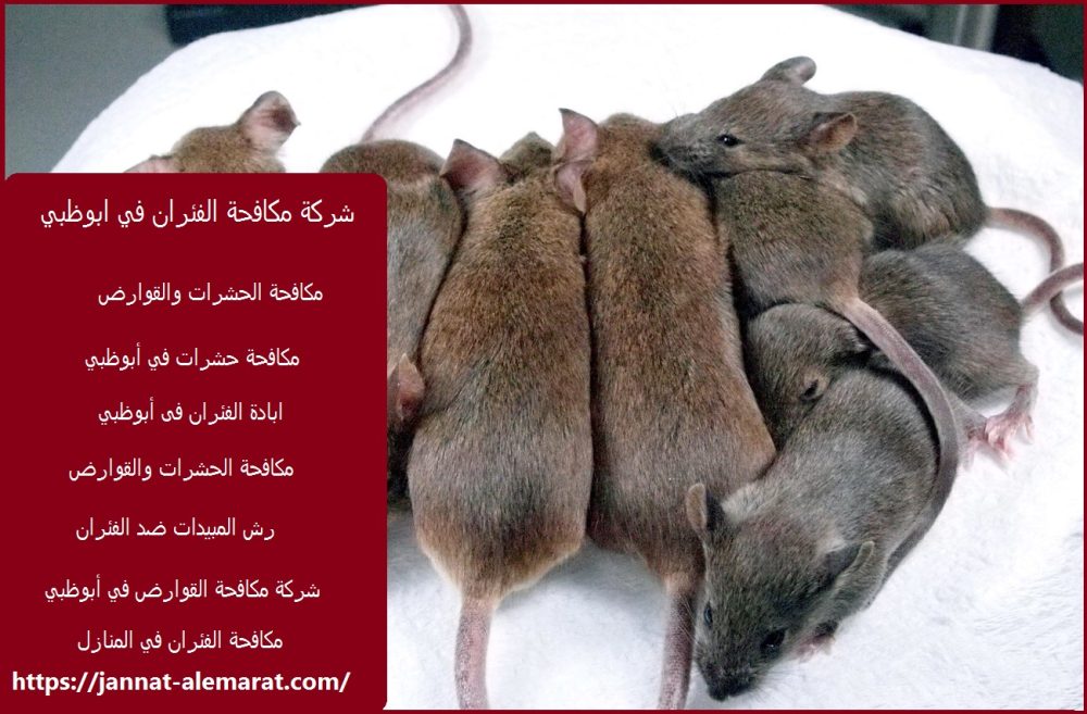 شركة مكافحة الفئران في ابوظبي