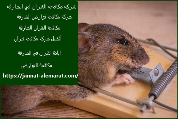 شركة مكافحة الفئران في الشارقة