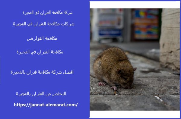 شركة مكافحة الفئران في الفجيرة