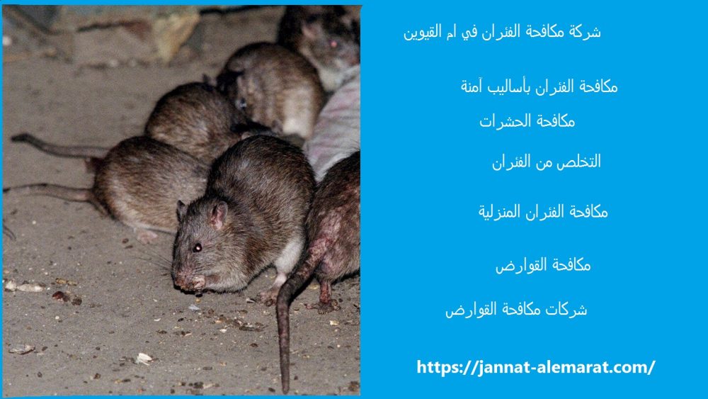شركة مكافحة الفئران في ام القيوين