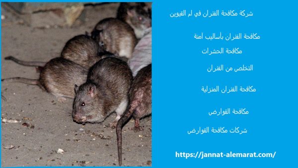 شركة مكافحة الفئران في ام القيوين