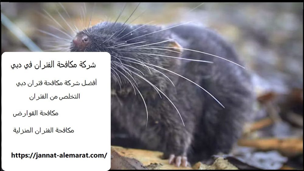 شركة مكافحة الفئران في دبي