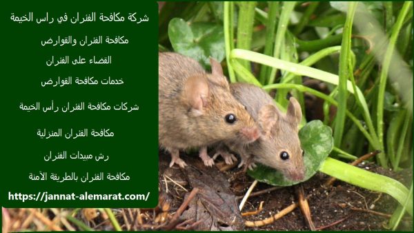 شركة مكافحة الفئران في راس الخيمة
