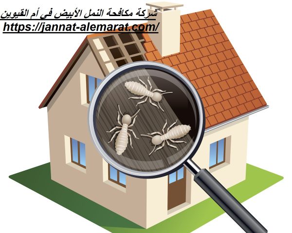 شركة مكافحة النمل الأبيض في أم القيوين