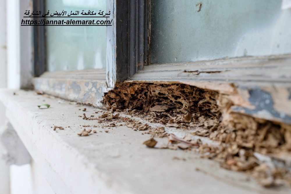 شركة مكافحة النمل الأبيض في الشارقة