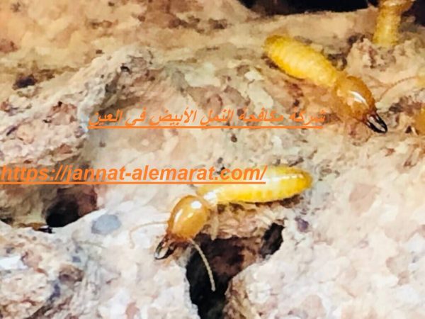 شركة مكافحة النمل الأبيض في العين