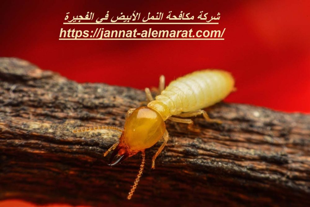 شركة مكافحة النمل الأبيض في الفجيرة