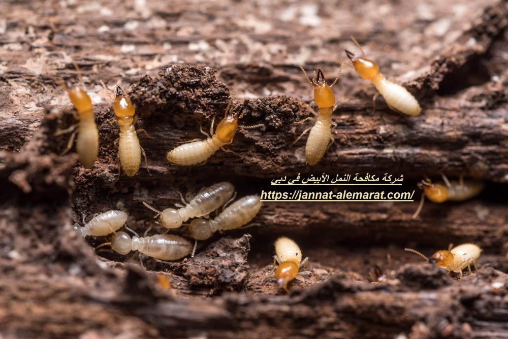 شركة مكافحة النمل الأبيض في دبي
