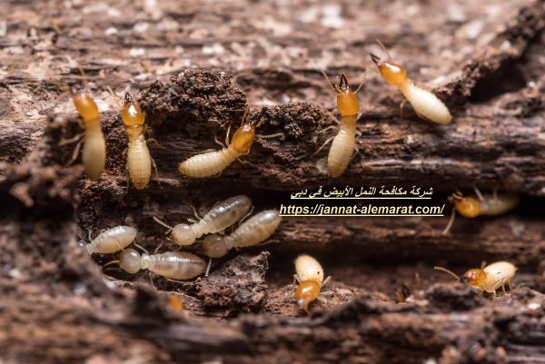 شركة مكافحة النمل الأبيض في دبي
