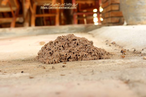 شركة مكافحة النمل الأبيض في عجمان