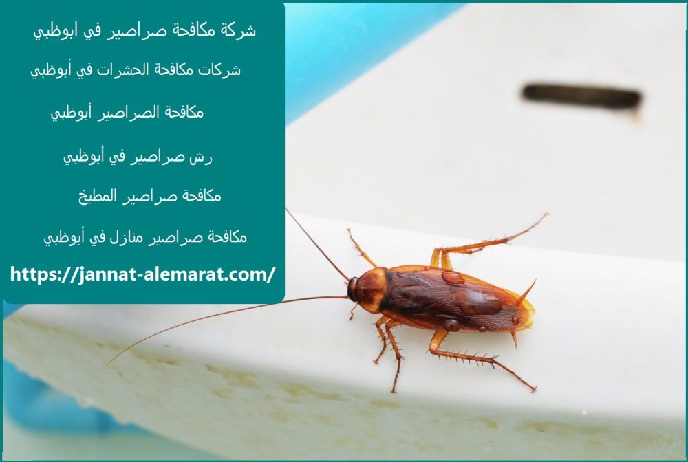 شركة مكافحة صراصير في ابوظبي