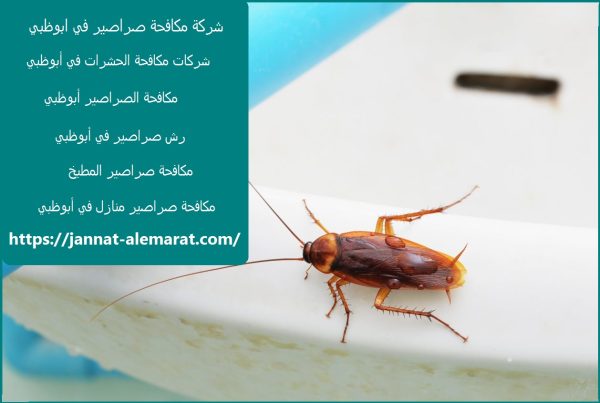 شركة مكافحة صراصير في ابوظبي